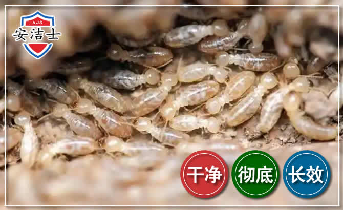 宝山区白蚁防治