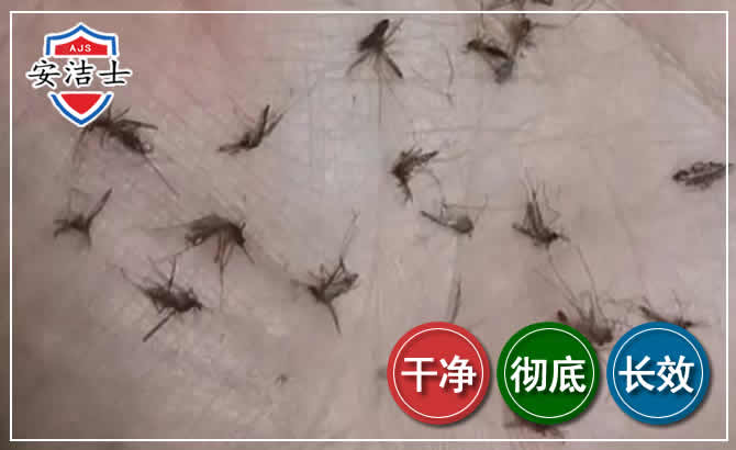 宝山区蚊子防治-灭蚊