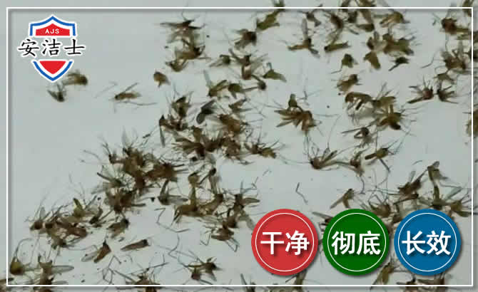 宝山区苍蝇防治-灭蝇
