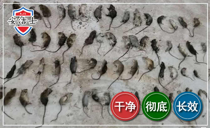 宝山区鼠害防治-灭鼠