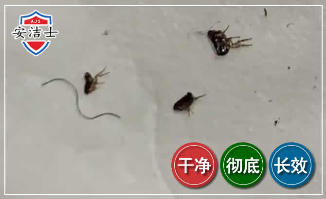 宝山区跳蚤防治-灭跳蚤