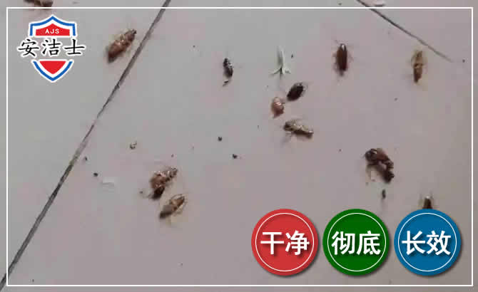 宝山区蟑螂防治-灭蟑螂