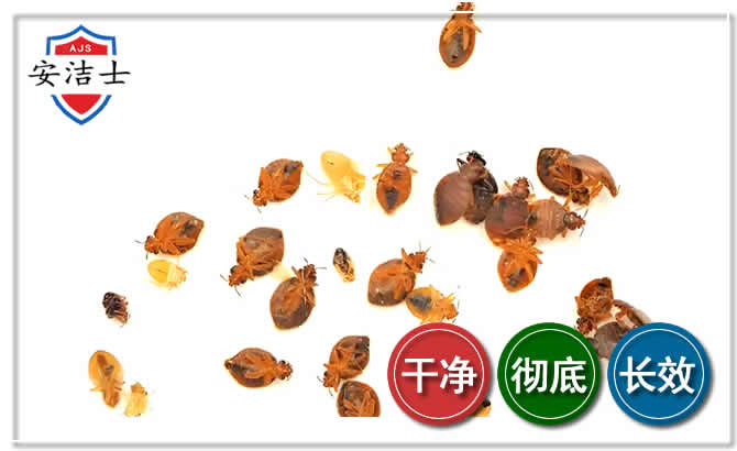 宝山区臭虫防治-消灭臭虫